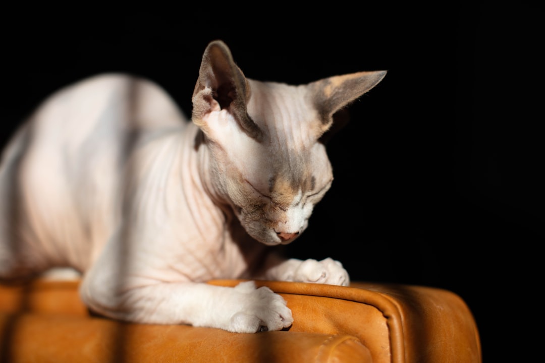 The World’s Most Expensive Cat Breeds
